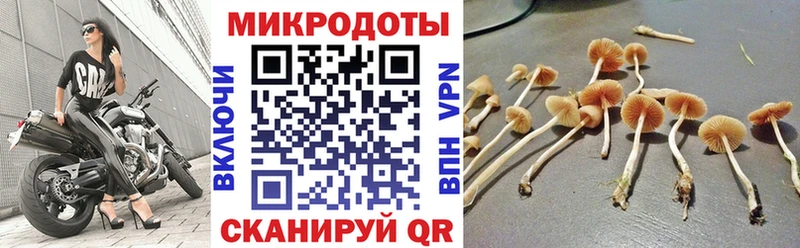 Галлюциногенные грибы мицелий  Курильск 